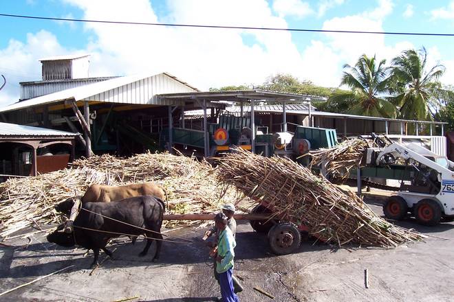 distillerie Bielle à Marie-Galante